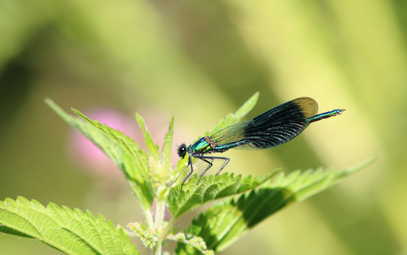 Eine blaue Prachtlibelle