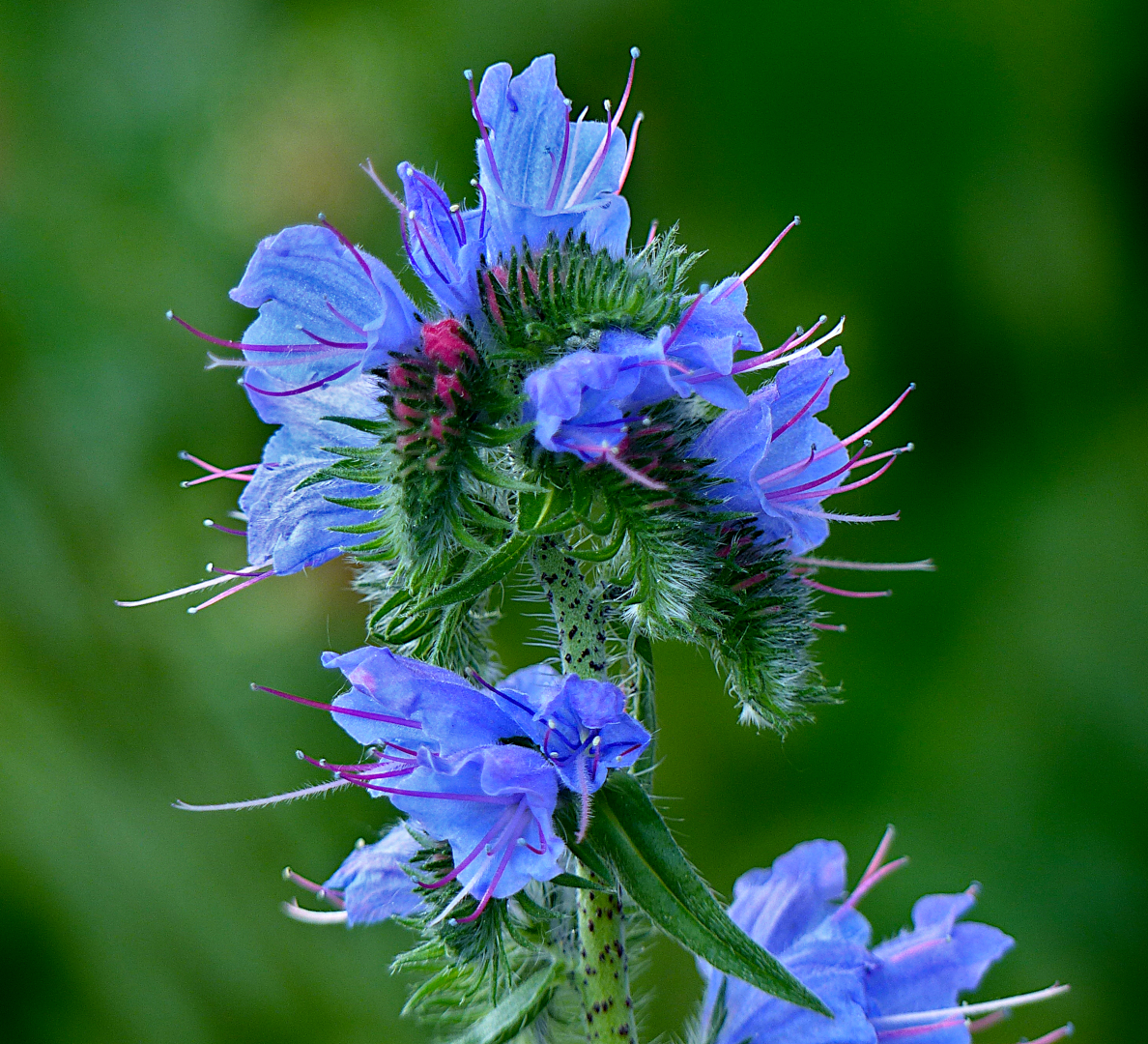 Eine blaue Schönheit