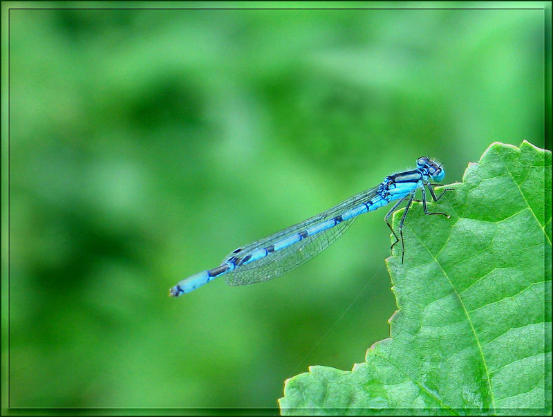 Eine blaue Schönheit...