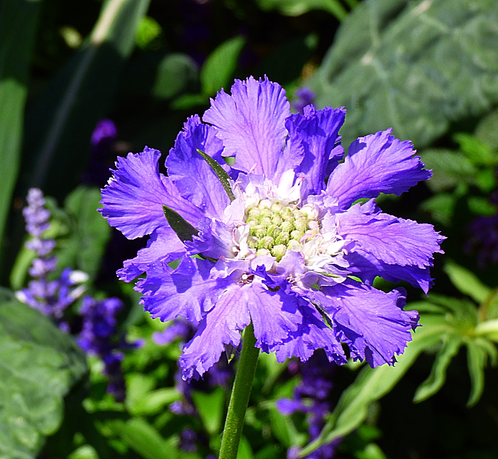 Eine blaue Skabiosa-Blüte . . .