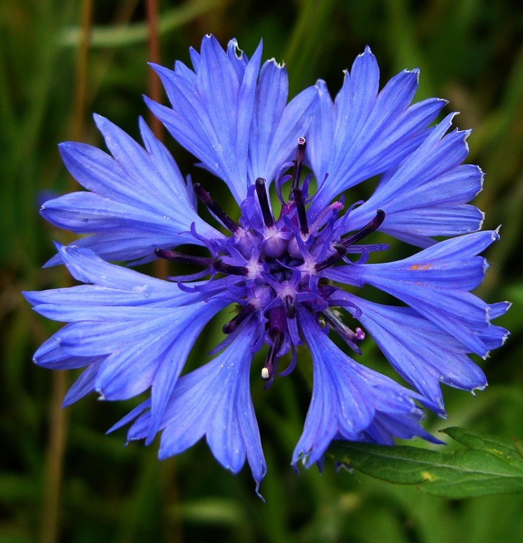 Eine blauer Farbtupfer in der Wintergründüngung - Eine Kornblume