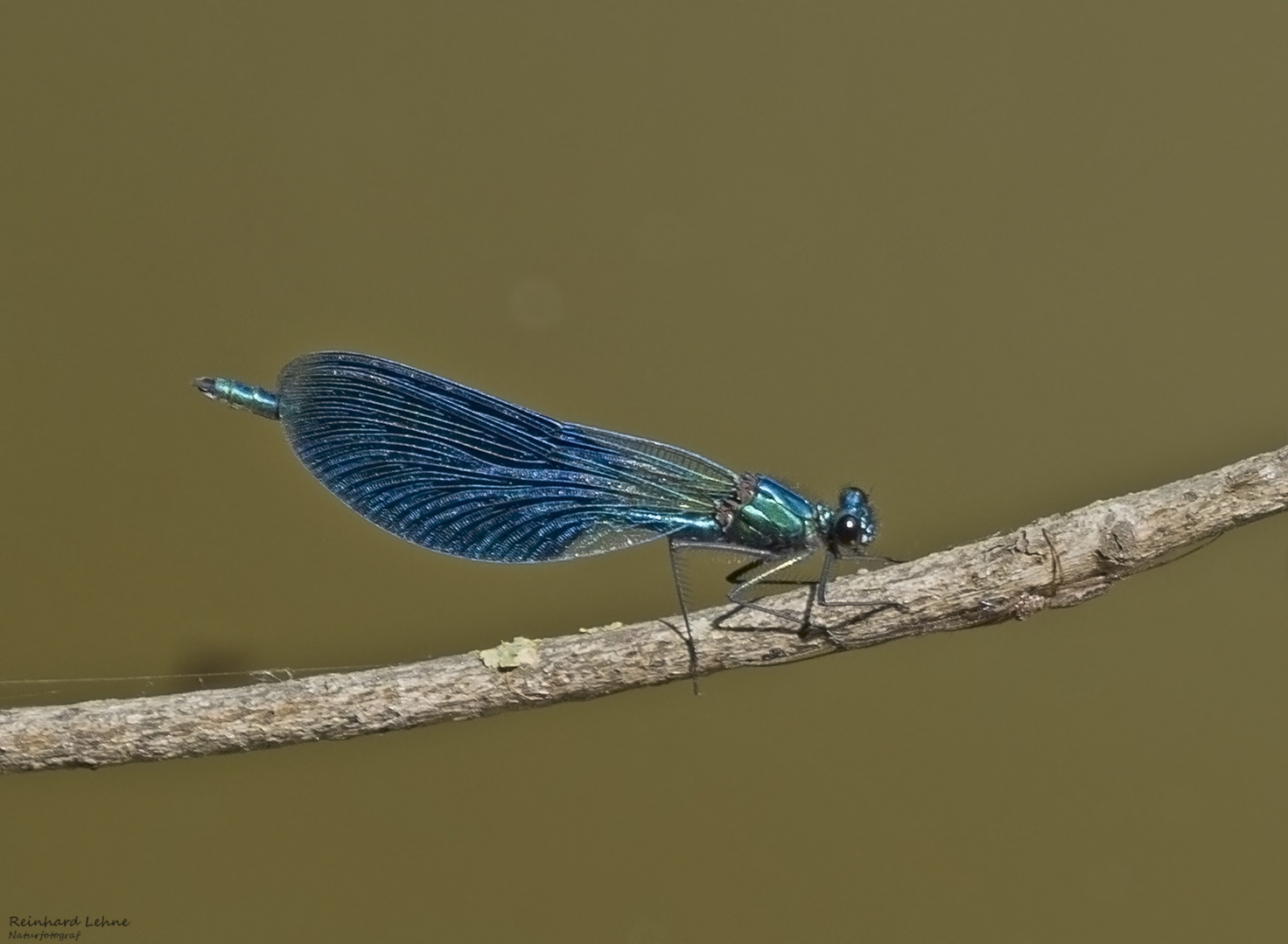 Eine Blauflügel-Prachtlibelle....