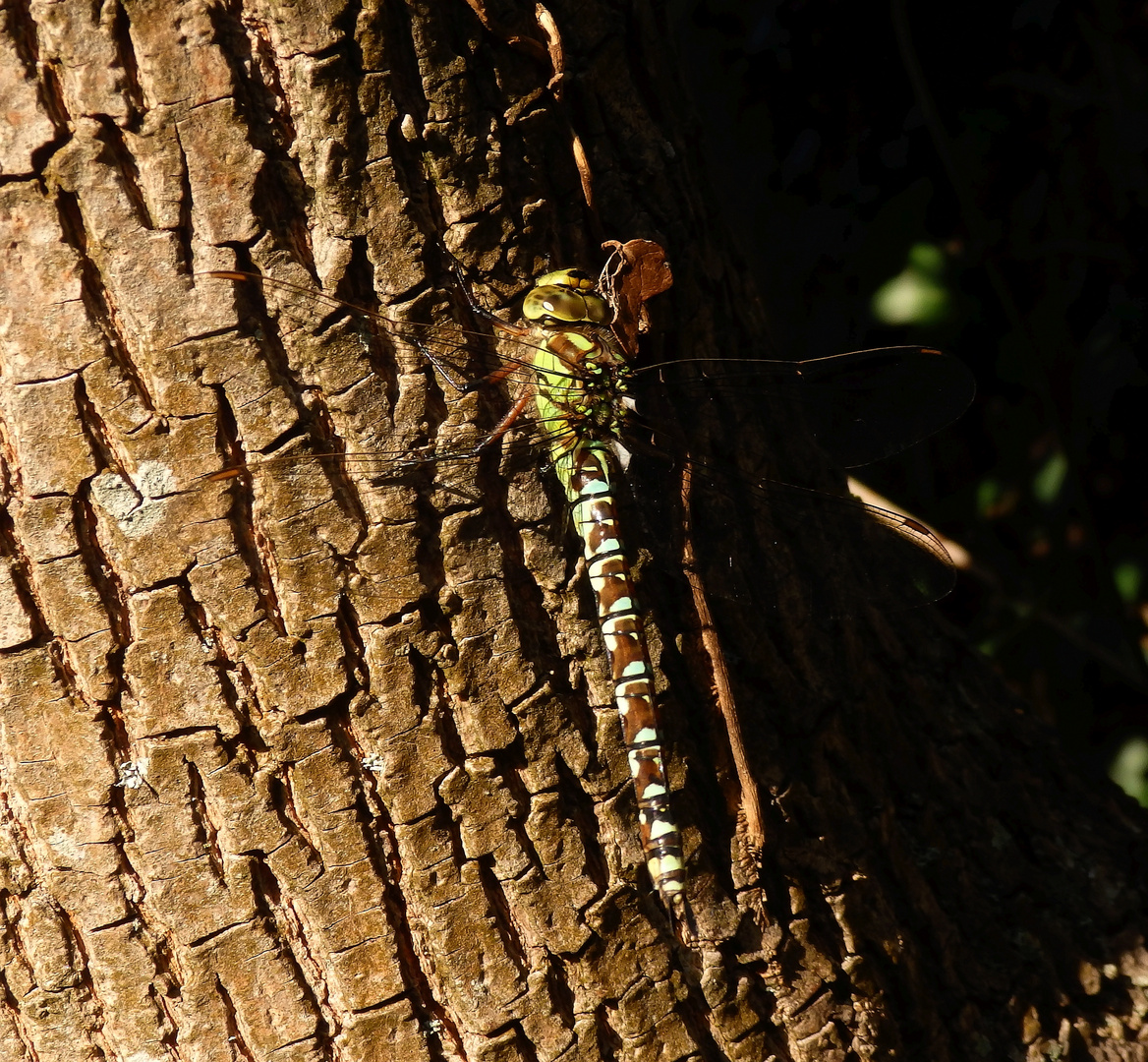 Eine Blaugrüne Mosaikjungfer (Aeshna cyanea) im Garten