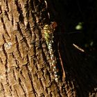 Eine Blaugrüne Mosaikjungfer (Aeshna cyanea) im Garten