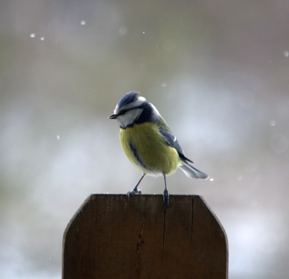 Eine Blaumeise