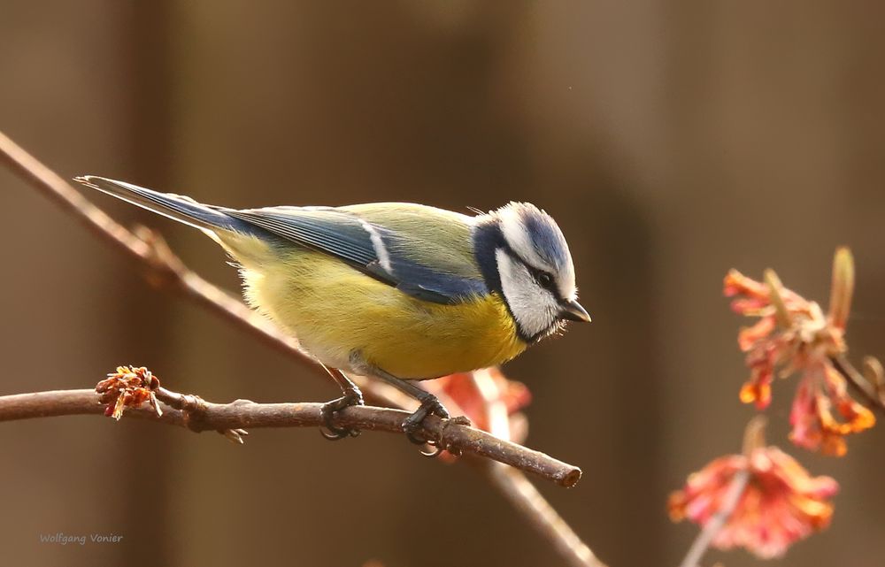 Eine Blaumeise