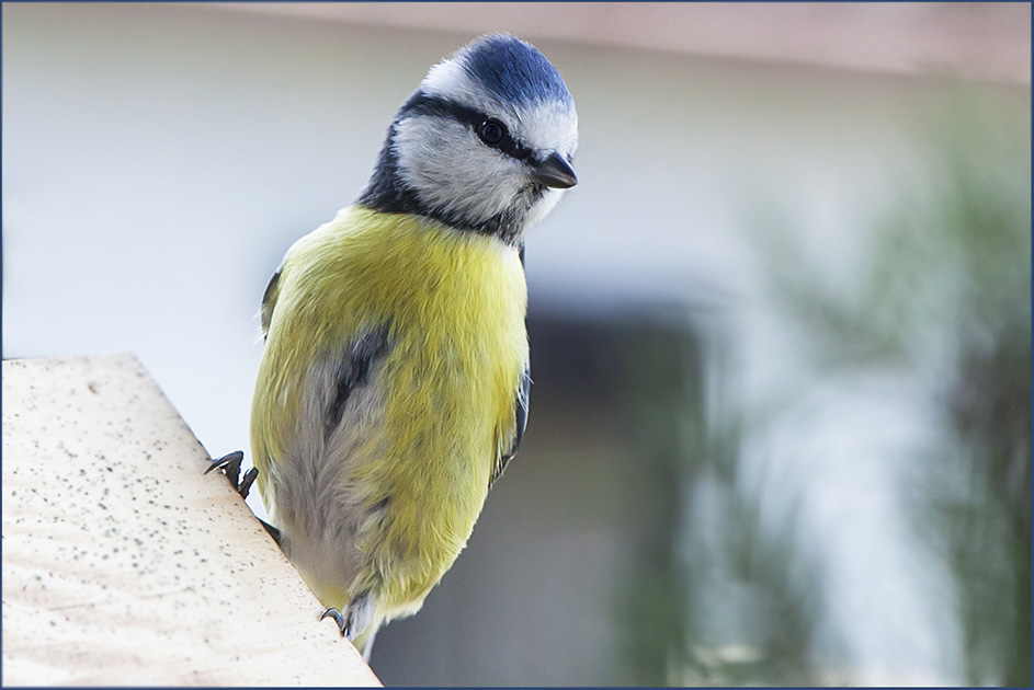 Eine Blaumeise