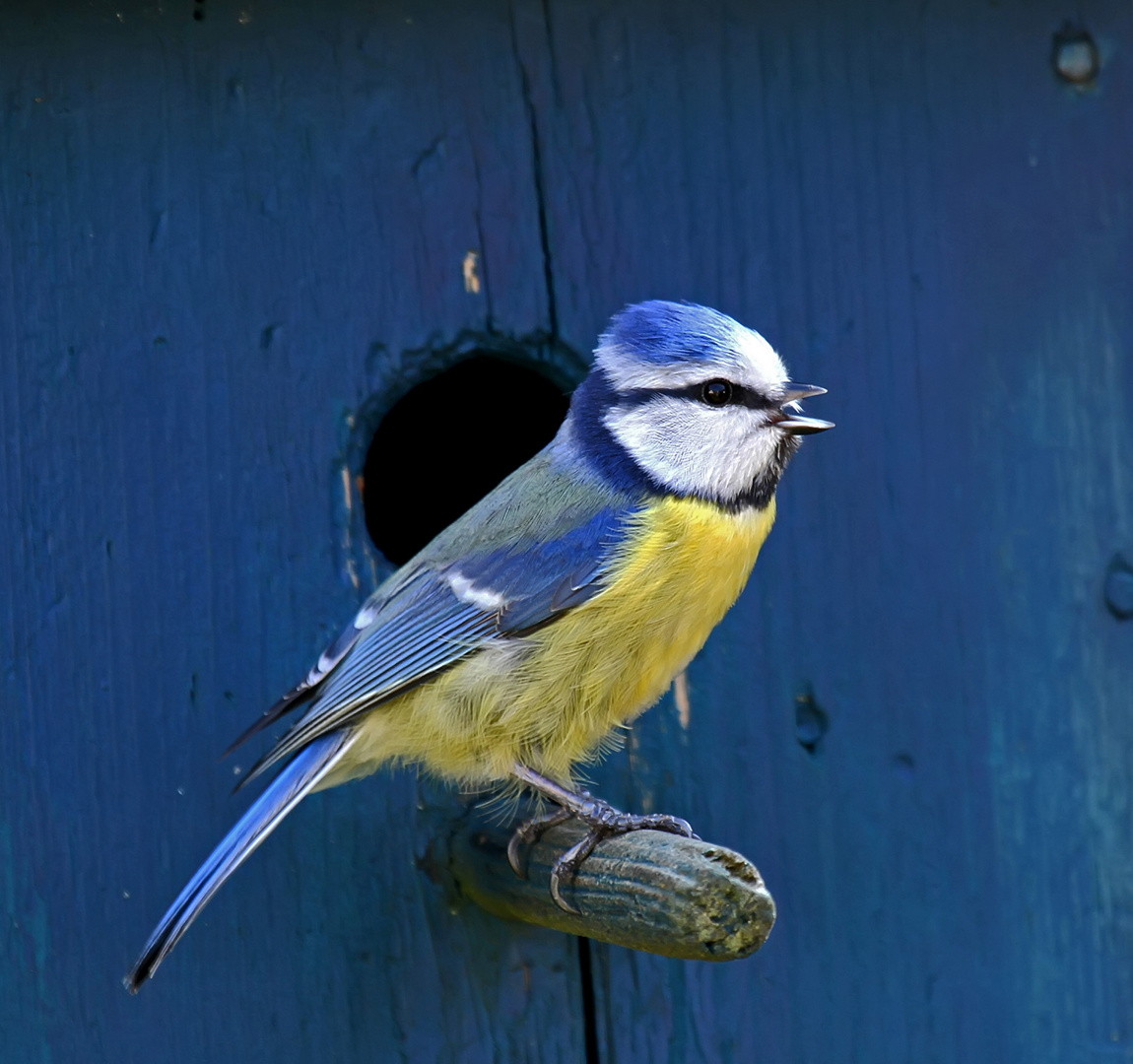 Eine Blaumeise