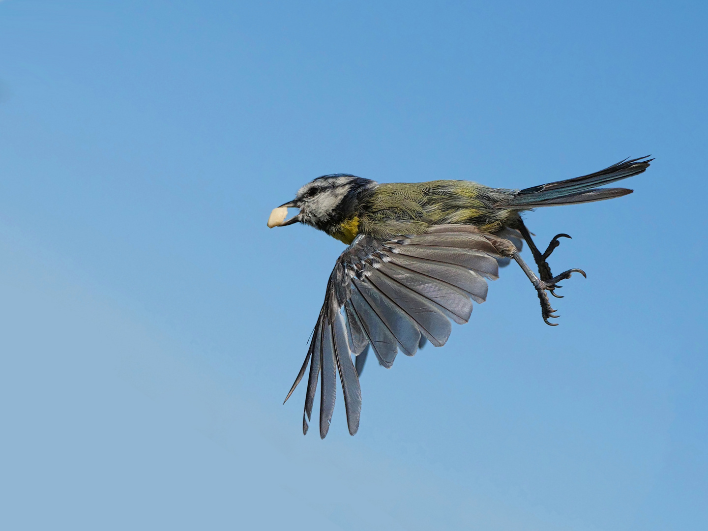 Eine Blaumeise beim Abflug mit Nuß