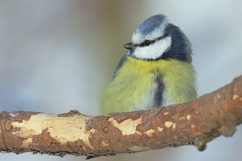 eine Blaumeise ...