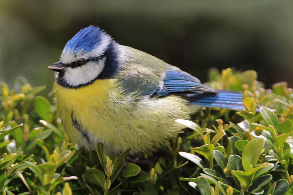 Willkommen, liebe Vogelbeobachter! Sind Sie bereit für die faszinierende Welt der Blaumeisen-Bilder?