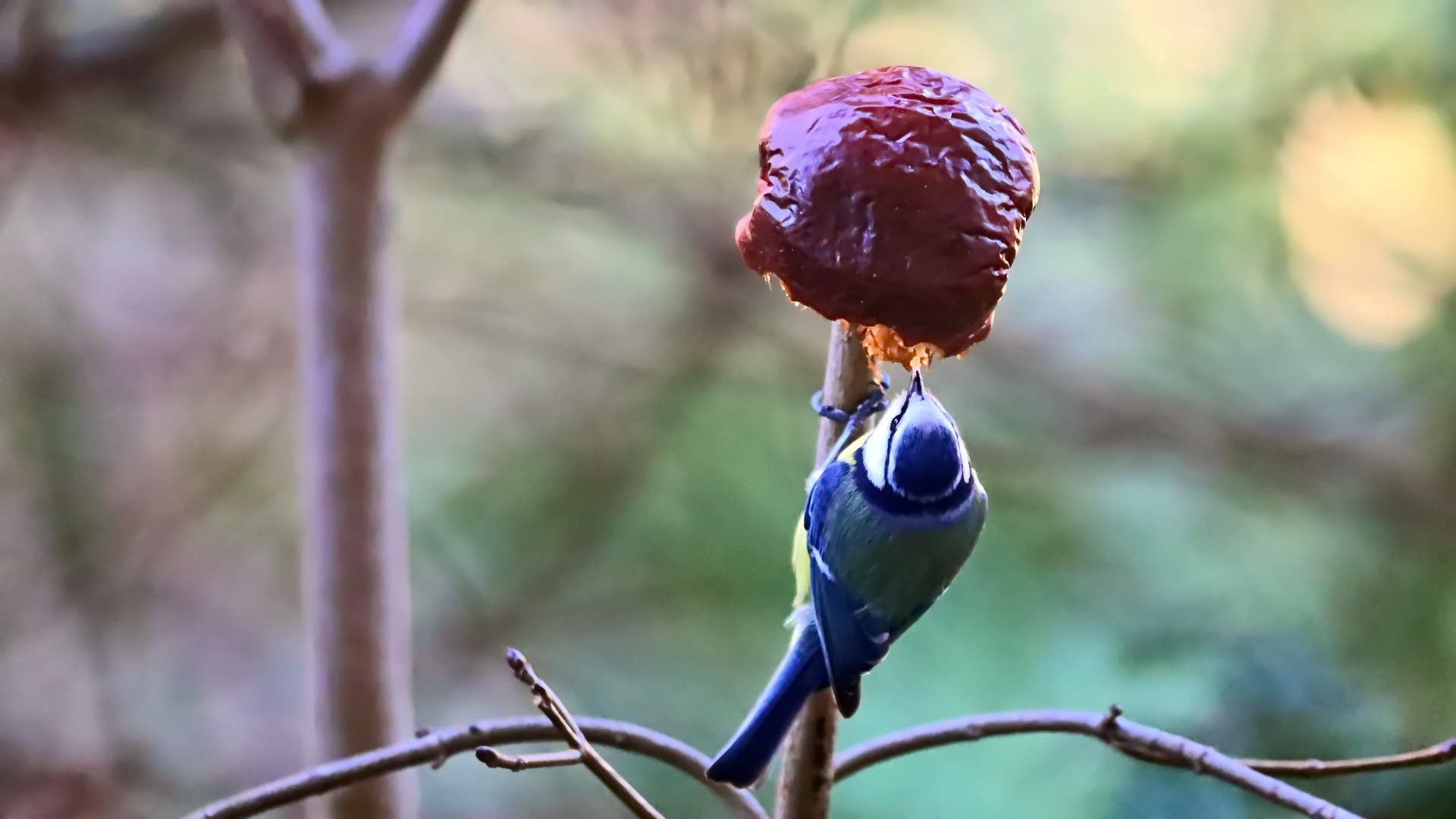 Eine Blaumeise hat sich voll auf den Apfel hier spezialisiert....