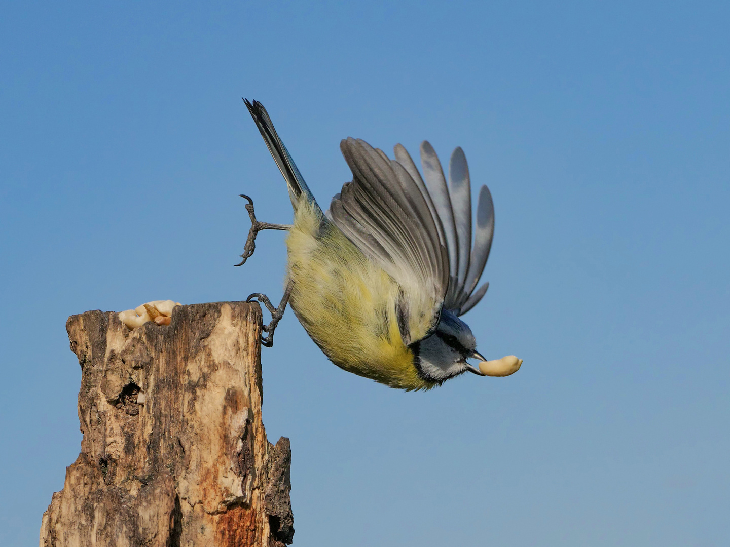 Eine Blaumeise im Abflug mit Nuß