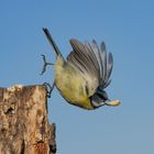 Eine Blaumeise im Abflug mit Nuß