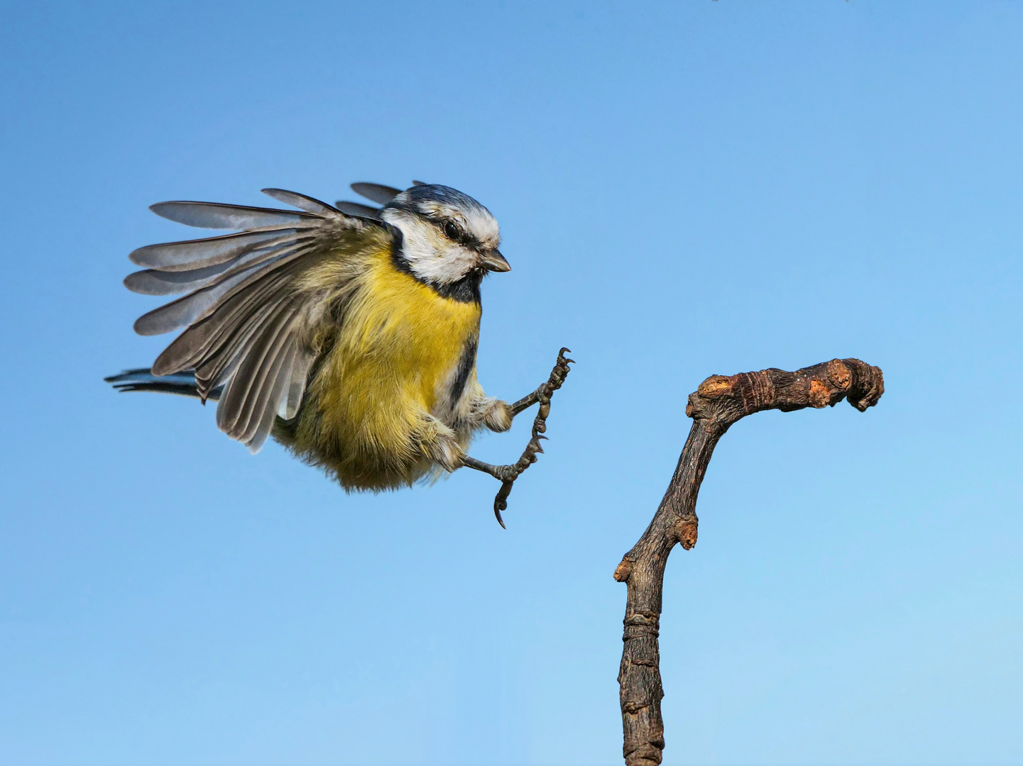 Eine Blaumeise im Anflug