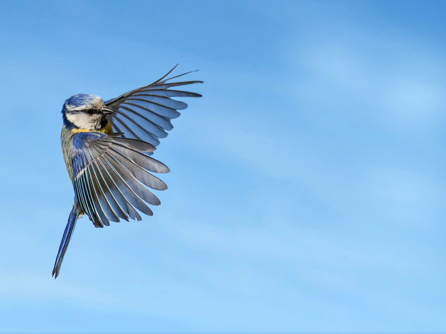 Eine Blaumeise im Anflug auf einen Ansitz