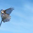 Eine Blaumeise im Anflug auf einen Ansitz