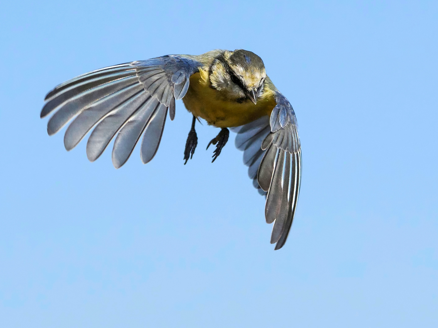 Eine Blaumeise im Anflug