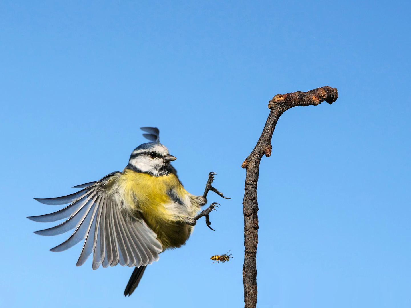 Eine Blaumeise im Anflug mit Wespe