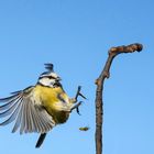 Eine Blaumeise im Anflug mit Wespe