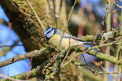 eine Blaumeise im Baum