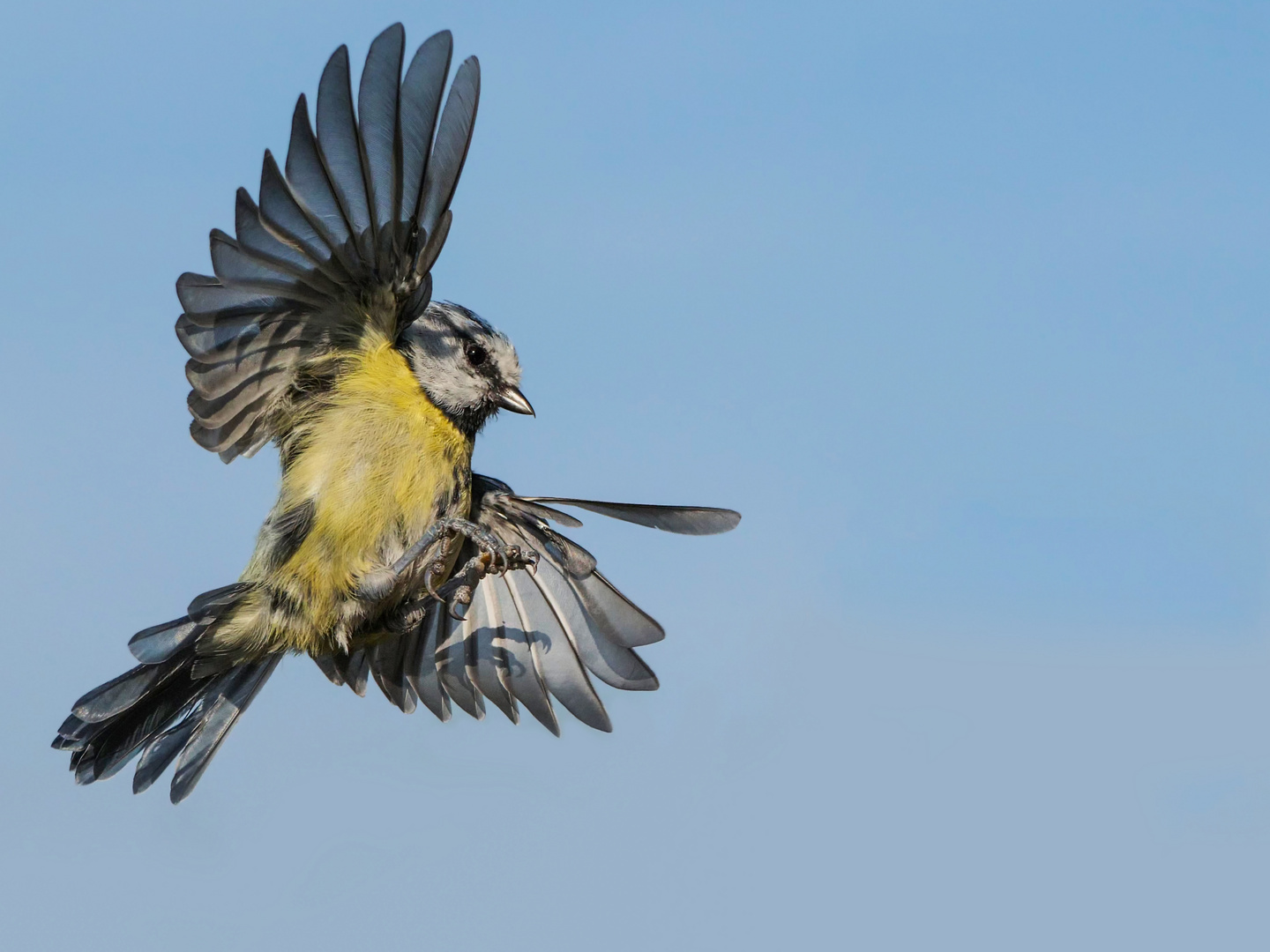 Eine Blaumeise im Flug