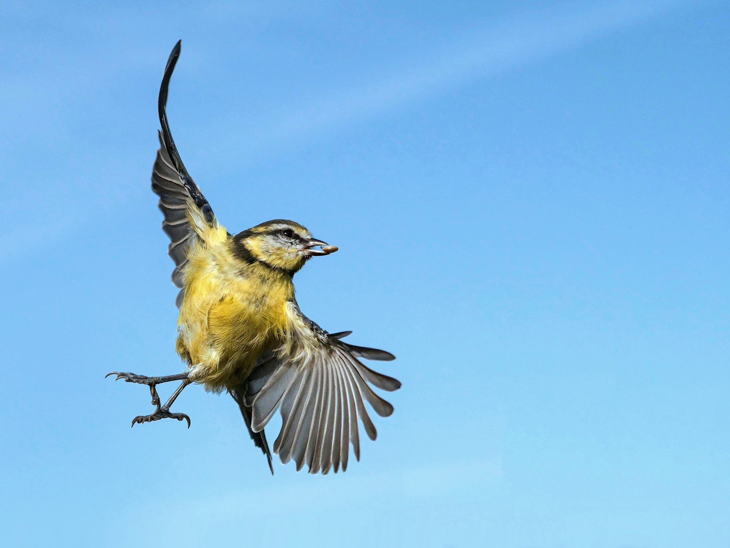 Eine Blaumeise im Flug