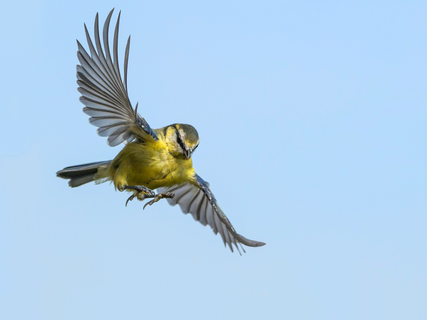 Eine Blaumeise im Flug