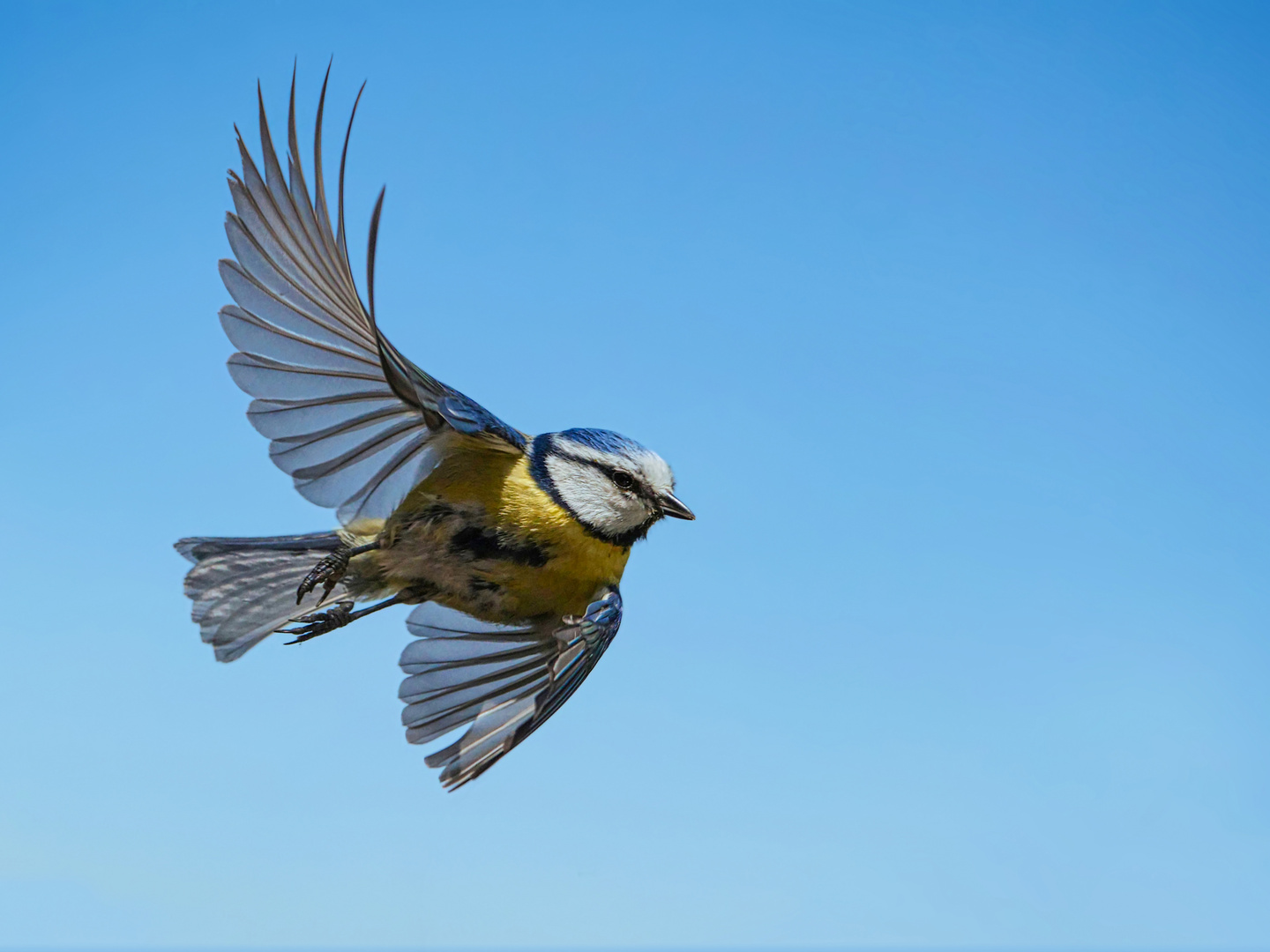 Eine Blaumeise im Flug