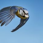 Eine Blaumeise Im Flug mit einer Nuß