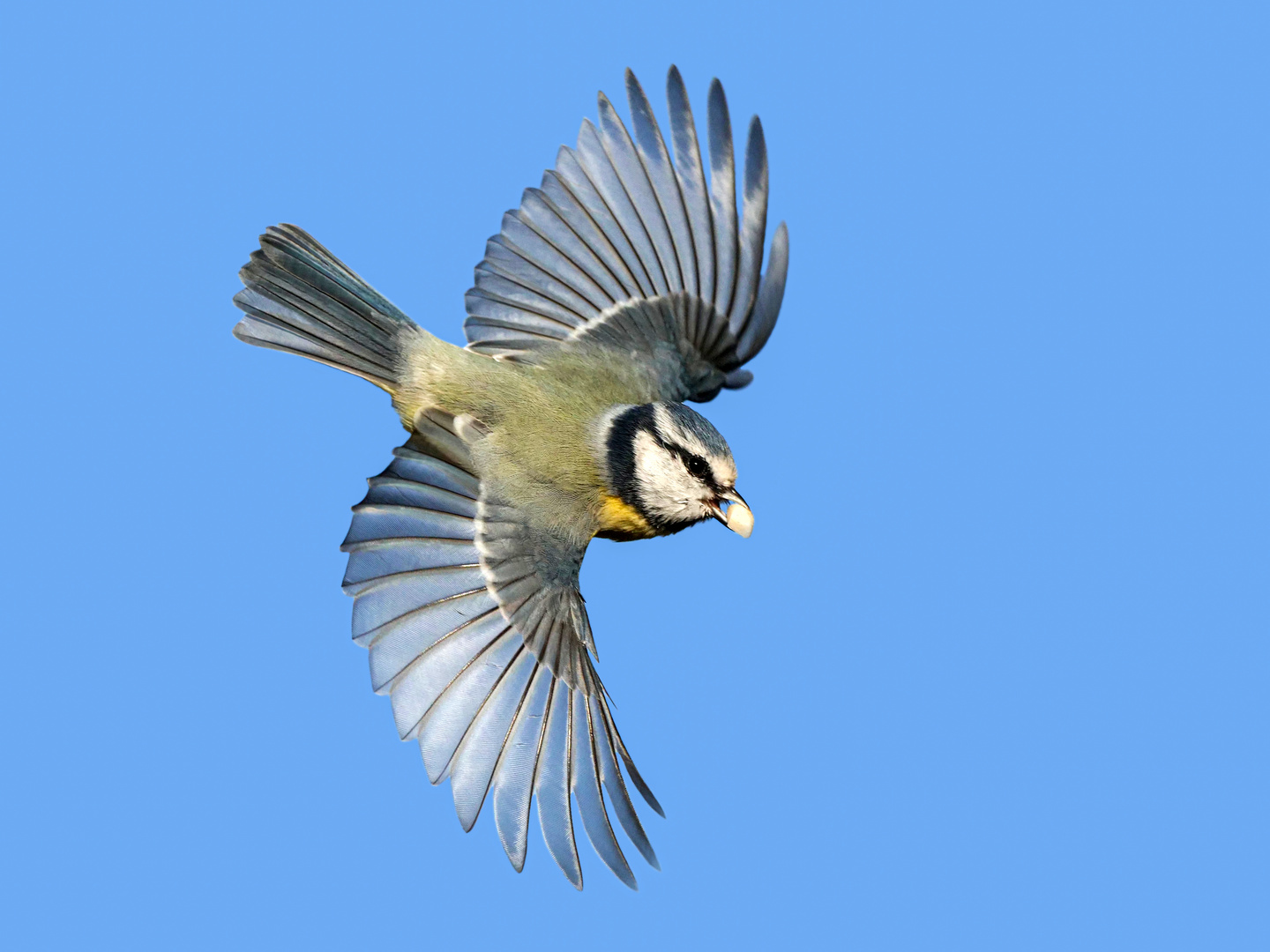 Eine Blaumeise im Flug mit Nuß