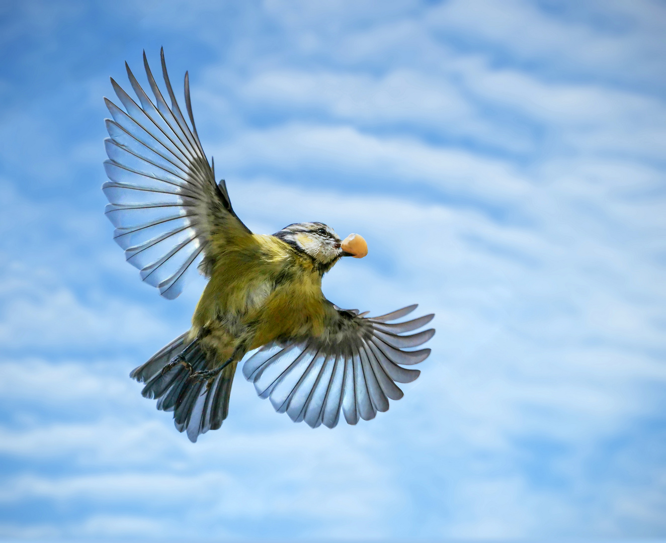 Eine Blaumeise im Flug mit Nuß