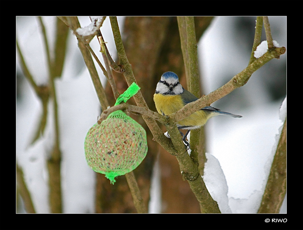 eine Blaumeise im Garten.......