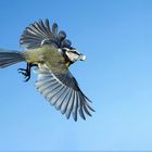 Eine Blaumeise im Schwebflug mit Nuß