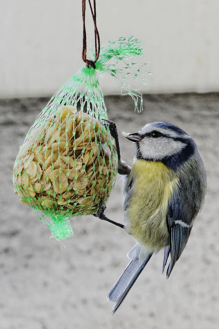 Eine Blaumeise lässt es sich schmecken.