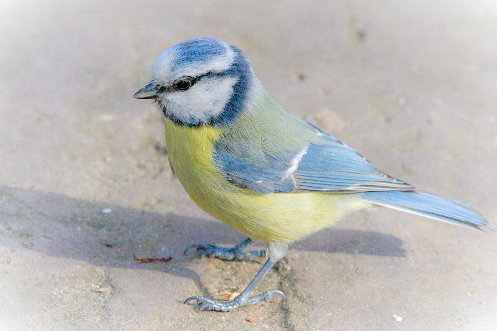     Eine Blaumeise macht nie blau