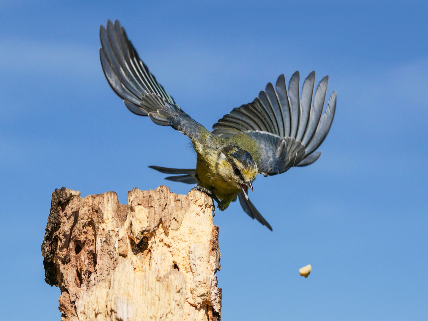 Eine Blaumeise setzt zum Sturzflug auf die Nuß an