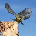 Eine Blaumeise setzt zum Sturzflug auf die Nuß an