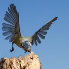 Eine Blaumeise versucht, im Flug eine Erdnuß aus den Ast zu Ziehen