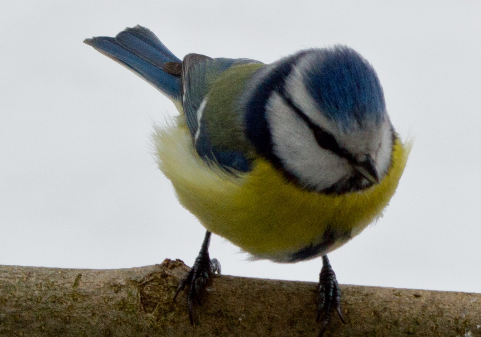 eine Blaumeise zu Besuch