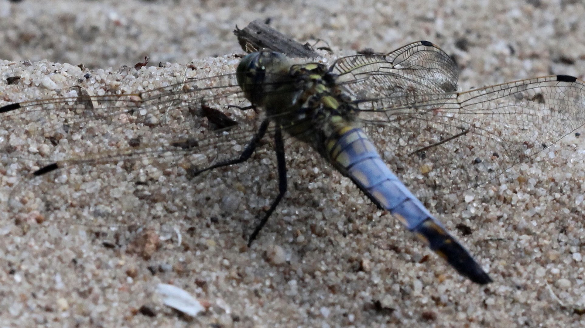 Eine Blaupfeil-Libelle