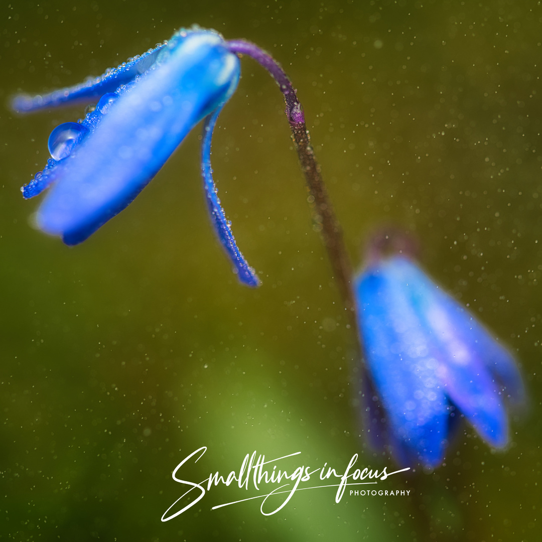 Eine Blaustern im Frühlingsschauer