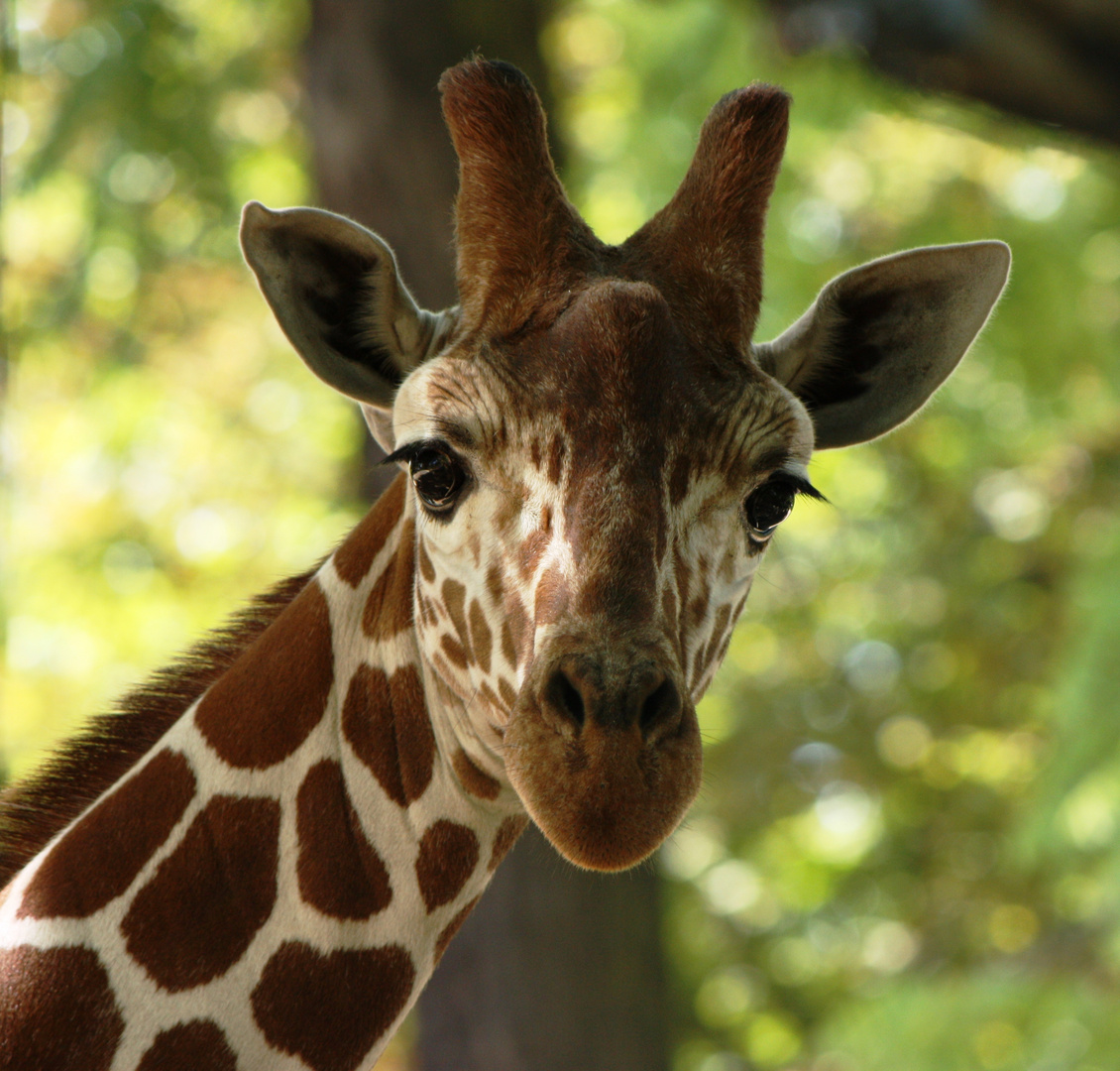 Eine Blick und eine Giraffe