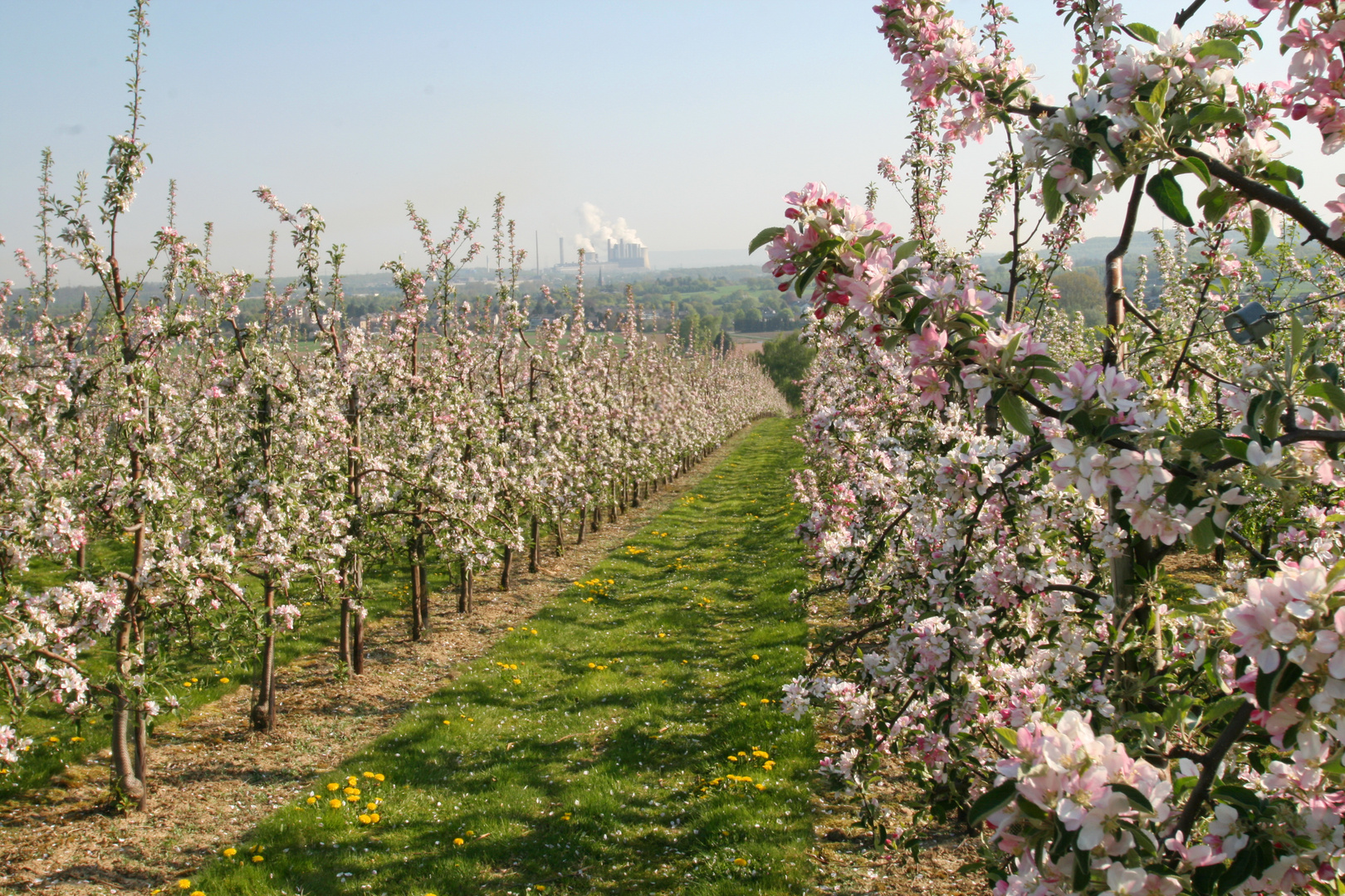 Eine blühende Apfelplantage am Rande des Eschweiler Stadtwaldes.