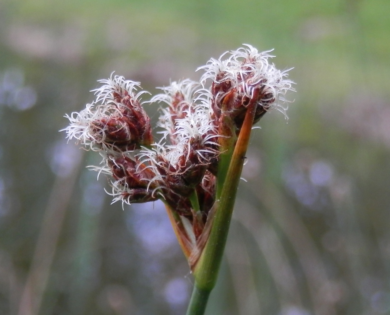 Eine blühende Binse im Gartenteich