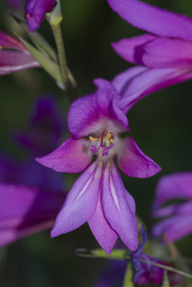 Eine blühende Blüte :-)