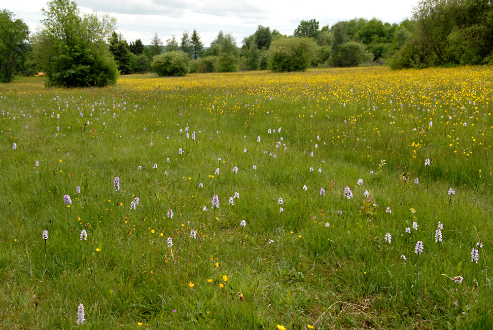 Eine blühende Orchideenwiese