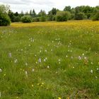 Eine blühende Orchideenwiese