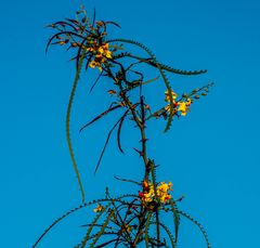 Eine blühende Pflanze,wer kennt sie ?       DSC_8943