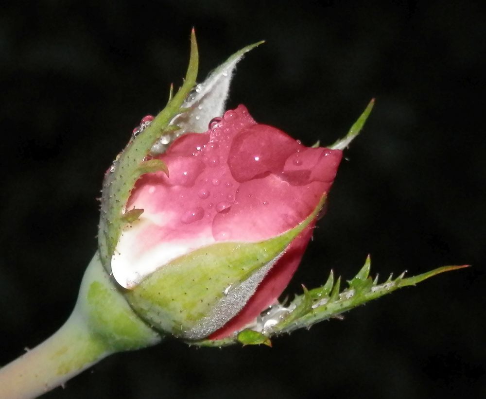 Eine blühende Rose im November